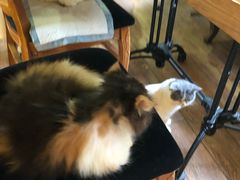 -more than meow吴止猫主题餐厅(承德 中船汇店)