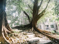 -小洲村