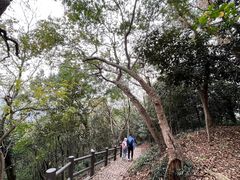 -上海佘山国家森林公园天马山园