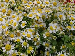 -爱尚幸福鲜花(上地实体店)