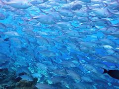 -卡帕莱度假村(西巴丹岛)