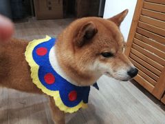-柴迷FANS CLUB·柴犬狗咖·猫咖