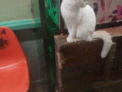 -猫咪博物馆(顶澳仔猫街店)