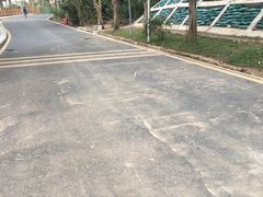 -银湖山郊野公园-相思林