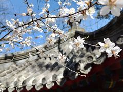 -大觉寺-停车场