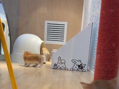 -BABIT巴比特宠物(MOMOPARK店)