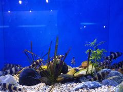 -上海海洋水族馆