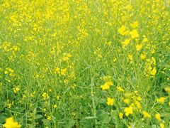 -光明小镇欢乐田园