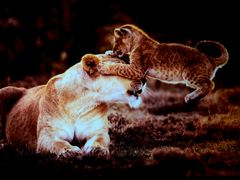 -罗红摄影艺术馆