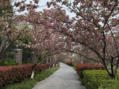 -高东镇樱花园