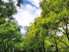 -莲花池公园