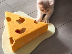 -安安宠医宠物医院·异宠·犬猫内科(岳阳分院)