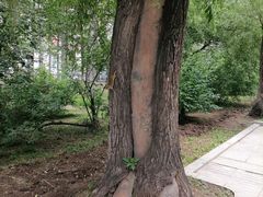 -长春市南湖公园