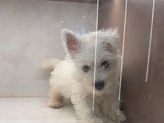 -翊宠yipet猫狗购宠庄园