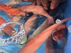 -众彩物流水产市场