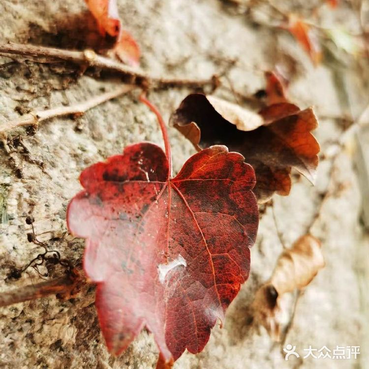 最美青岛🍁不一样的八大关秋景