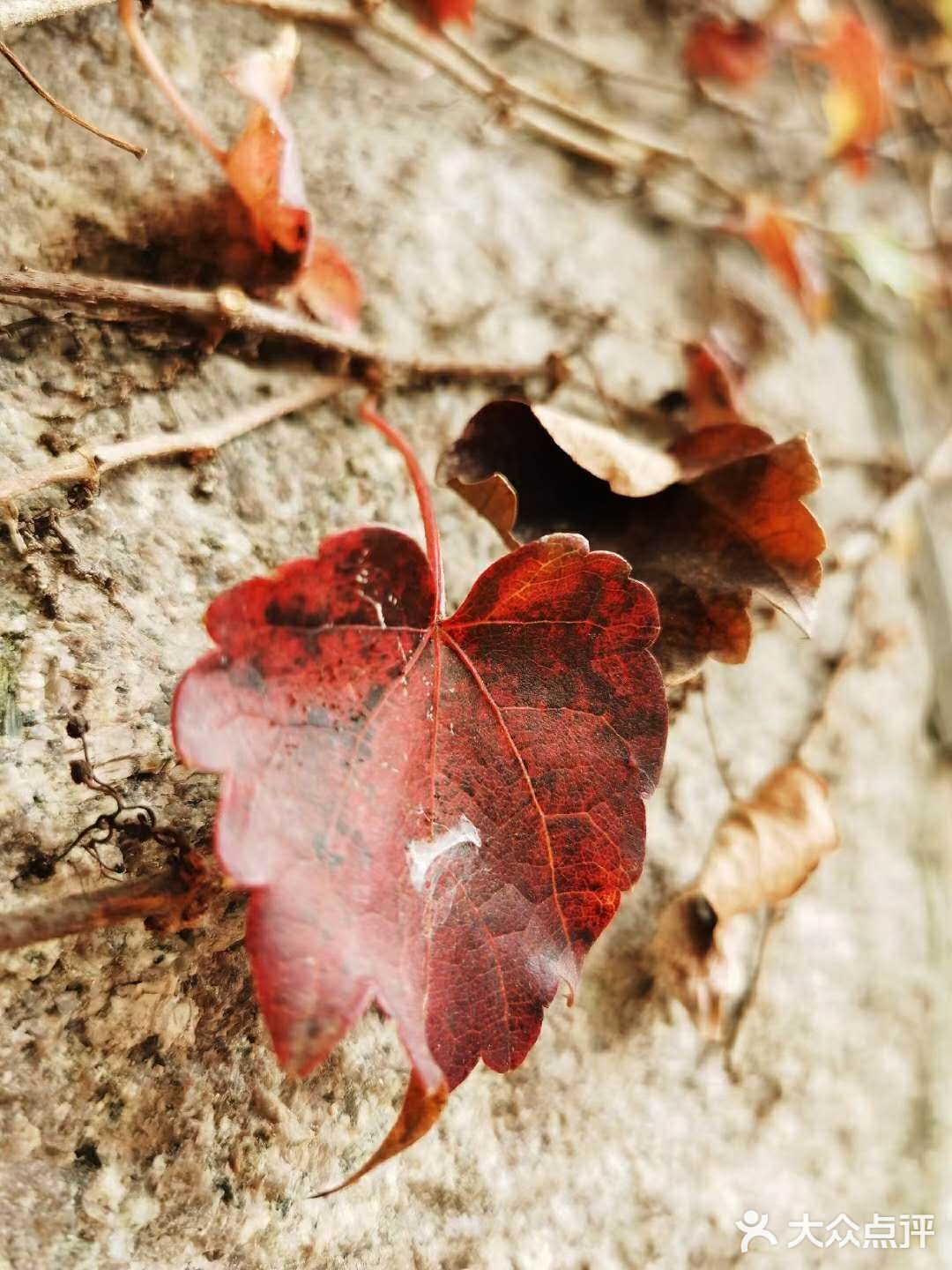 最美青岛🍁不一样的八大关秋景
