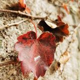 最美青岛🍁不一样的八大关秋景