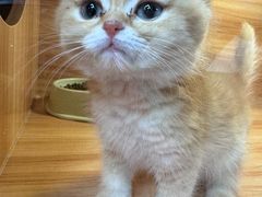 -猫十亿·布偶金渐层·曼基康矮脚猫舍(青年路店)