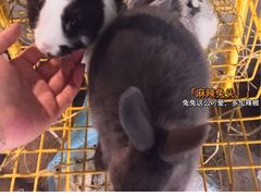 -浣熊柯尔鸭土拨鼠·电玩咖