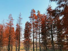 -梁鸿国家湿地公园