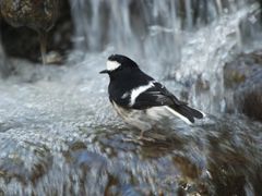 -藏龙百瀑风景区