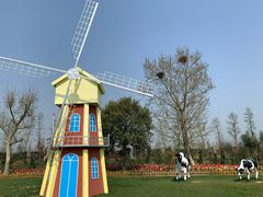 -荷兰花海