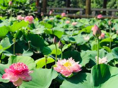 -广州莲花山旅游区