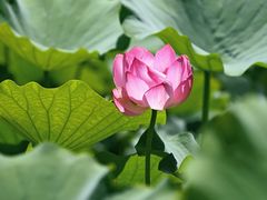 -莲花池公园