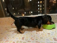 -翊宠yipet猫狗购宠庄园犬舍•猫舍