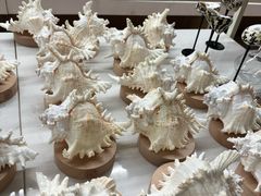 -青岛贝壳博物馆