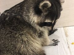 -浣熊柯尔鸭土拨鼠·电玩咖