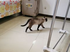 -宠福鑫康馨动物医院·骨科·眼科