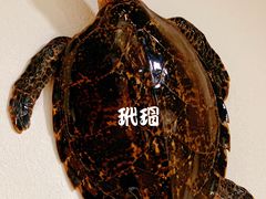 -四季美蚝皇