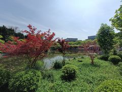 -嘉定紫藤园
