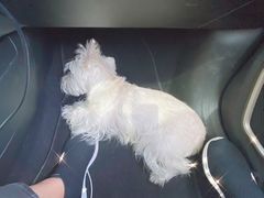 -PETKIT小佩宠物·低压洗护(国顺东路店)