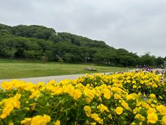 -苏州上方山国家森林公园