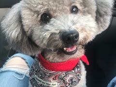 -momokira米努特·德文卷毛猫·棉花面纱犬