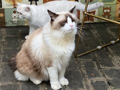 -喵屿·大理花园猫咖