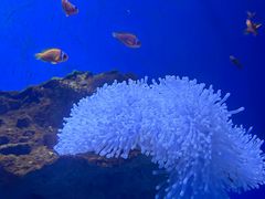 -海合安武汉极地海洋公园
