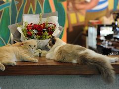 -咖法森林·咖啡  酒吧(天河店)