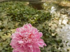 -洛阳市隋唐城遗址植物园