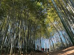 -西湖风景区十里琅珰-五云山