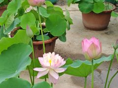 -莲花池公园
