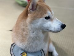 -逗柴咖啡屋·狗咖猫咖宠物桌游