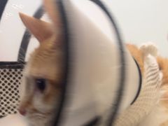-瑞派康怡24h宠物医院·犬猫医疗中心·微创绝育(瑞景分院)