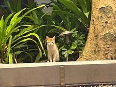 -喜茶(深圳海岸城店)
