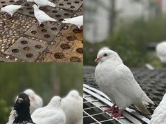 -泉城广场