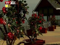 yue ji shu-密云玫瑰情园