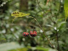 -云南屏边大围山国家公园